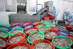 Chế biến tôm xuất khẩu. (Ảnh: An Đăng/TTXVN)