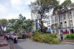 Cây cổ thụ trên đoạn đường Lê Lợi trước Nhà hát Thành phố đang được di dời. (Ảnh: Mạnh Linh/TTXVN)