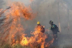 Lực lượng cứu hỏa nỗ lực dập lửa cháy rừng tại Robore, tỉnh Santa Cruz, Bolivia, ngày 19/8/2019. (Nguồn: AFP/TTXVN) 