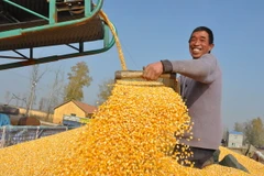 Một số khu vực Trung Quốc không có đủ kho lương thực