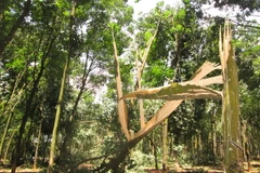 Ảnh minh họa. (Nguồn: TTXVN)