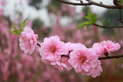 (Ảnh minh họa: Lê Hữu Quyết/TTXVN)