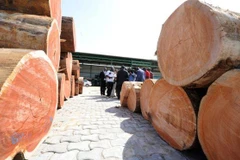 Những thay đổi trong bộ máy chính phủ Gabon được thực hiện sau khi tại nước này xảy ra vụ mất trộm hàng trăm thùng chứa gỗ quý hiếm. (Nguồn: AFP) 