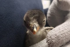 (Nguồn: AFP/Getty Images) 