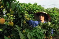 Nông dân xã Phúc Hòa, huyện Tân Yên, Bắc Giang đang thu hoạch vải sớm. (Ảnh: Dương Trí/TTXVN)