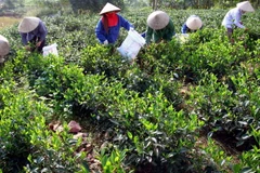 (Ảnh minh họa: Quý Trung/TTXVN)