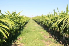 Mô hình trồng thanh long trên giàn theo hướng sản xuất nông nghiệp công nghệ cao tại huyện Bắc Bình, tỉnh Bình Thuận. (Ảnh: Nguyễn Thanh/TTXVN)