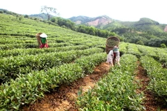 Khai thác chè tại vùng tái định cư Thủy điện Bản Vẽ. (Ảnh: Thanh Tùng/TTXVN)
