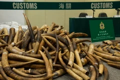 Trưng bày số ngà voi vừa thu giữ tại Kwai Chung, Hong Kong, Trung Quốc ngày 6/7. (Nguồn: EPA/TTXVN)