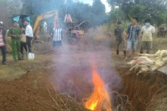 Cơ quan chức năng tiêu hủy thịt lợn thối. (Ảnh: Sỹ Tuyên/TTXVN)