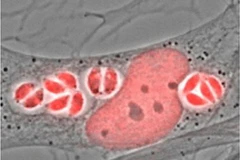 Ảnh minh họa. (Nguồn: placegrenet.fr)