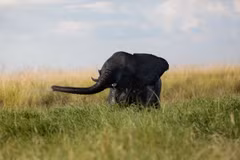 Voi con chơi đùa tại khu vực sông Chobe, Công viên quốc gia Chobe, Botswana. (Nguồn: AFP/TTXVN)