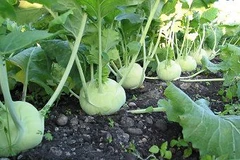 [Video] Thực hư việc su hào bị nhổ bỏ vứt đầy đồng ở Hải Dương