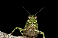 (Nguồn: Bảo tàng Victoria)