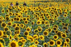 Chiêm ngưỡng hơn 5 triệu bông hoa hướng dương cùng nhau khoe sắc