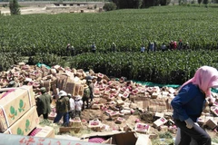 [Photo] Hiện trường vụ "hôi dưa lê" của người Trung Quốc