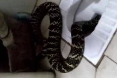 Chuẩn bị tắm, cô gái hoảng hốt phát hiện con rắn chui ra từ bồn cầu