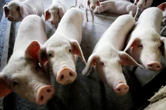 Ảnh minh họa. (Nguồn: scmp.com) 