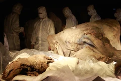 Ảnh minh họa. (Nguồn: Reuters)