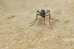 Nghiên cứu về muỗi Aedes Aegypti, vật trung gian truyền virus Zika tại Trung tâm thực hành nghiên cứu y học quốc tế ở Cali, Colombia ngày 25/1. (Nguồn: AFP/TTXVN)