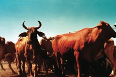 Ảnh minh họa. (Nguồn: afr.com)