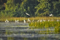 Đắm chìm trong khung cảnh nên thơ mỗi chiều về trên đầm Vân Long