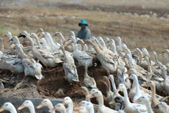 (Ảnh minh họa: Duy Khương/TTXVN)