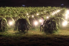 Cách làm mới tiết kiệm điện cho người trồng thanh long