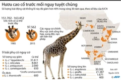 [Infographics] Hươu cao cổ trước mối nguy tuyệt chủng