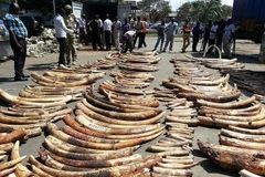 Nhân viên Cơ quan Động vật hoang dã Kenya trưng bày số ngà voi thu giữ trong các chiến dịch chống buôn lậu ở cảng Mombasa, Kenya. (Nguồn: AFP/TTXVN) 