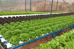 Trong giai đoạn 1 của Chương trình đã có 250 hộ sản xuất chính thức ký hợp tác với Công ty VinEco. (Nguồn: Vietnam+)