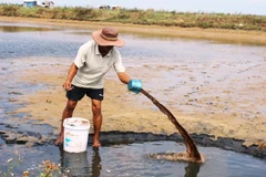 Xử lý hồ nuôi tôm bị dịch bệnh. (Ảnh: Hồ Cầu/TTXVN)