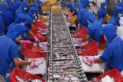Chế biến cá tra xuất khẩu. (Ảnh: Vũ Sinh/TTXVN)