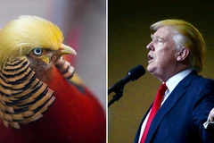 Chú chim trĩ bất ngờ nổi tiếng vì kiểu tóc giống ông Donald Trump