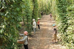 Kim ngạch xuất khẩu hồ tiêu 2014 dự kiến đạt 1 tỷ USD