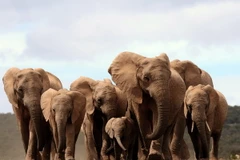 Voi châu Phi có khứu giác tinh nhạy loại bậc nhất