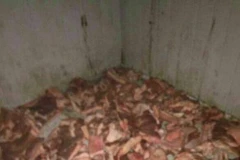 Kinh hoàng vì "bữa trưa dinh dưỡng" của học sinh có cả... sâu