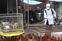 Lực lượng Thú y thành phố Móng Cái phun thuốc khử trùng tại các khu vực buôn bán, giết mổ, để ngăn chặn dịch cúm gia cầm. (Ảnh: Bá Khang/TTXVN)