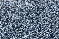 Cận cảnh hàng nghìn con cá chép chết khô trên mặt hồ ở Australia