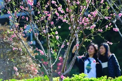 [Photo] Mê mẩn với sắc đào mùa Xuân ở Trung Quốc