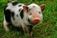 (Nguồn: phz8.petinsurance.com)