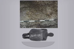 (Nguồn: livescience.com)