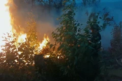 Cháy rừng trồng thuộc thôn Cẩm Thạch, xã Hòa Định Tây, huyện Phú Hòa, tỉnh Phú Yên, ngày 4/7. (Ảnh: Xuân Triệu/TTXVN)