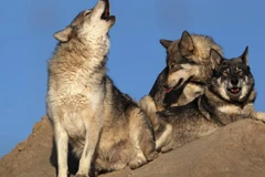 Loài sói xám, một trong những loài động vật hoang dã quý hiếm ở Mỹ. (Nguồn: CBS News)