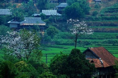 Hoa ban nở trắng núi rừng Tây Bắc. (Ảnh: Phan Tuấn Anh/TTXVN)