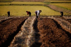 Nông dân Triều Tiên canh tác trên đồng ruộng. (Nguồn: AP)