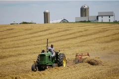 Một nông dân thu hoạch trên cánh đồng của mình tại trang trại ở Pecatonica, Illinois, Mỹ. (Nguồn: Reuters)