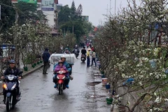 [Photo] Hà Nội rực rỡ sắc đào, lê rừng về phố đón rằm tháng Giêng