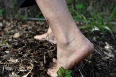 Ảnh minh họa. (Nguồn: Cairns Post)