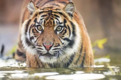 Tình trạng tàn sát hổ đáng báo động trên thế giới. (Nguồn: waza.org)